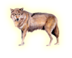 Il lupo