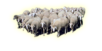 L'attività pastorale